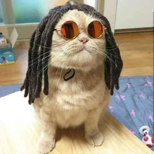 кот, кошка, кот дредах, смешные кошки, кот парике очках