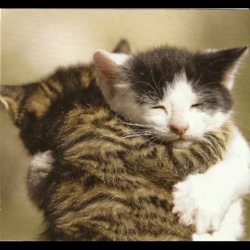кот, котики, котик обнимает, котята обнимашки, обнимающиеся котики