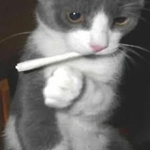 коты кп, кот курит, котик наркотик, кошка домашняя
