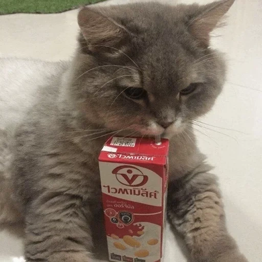 кот, кошка, кошечка, йух кот, кот джулом