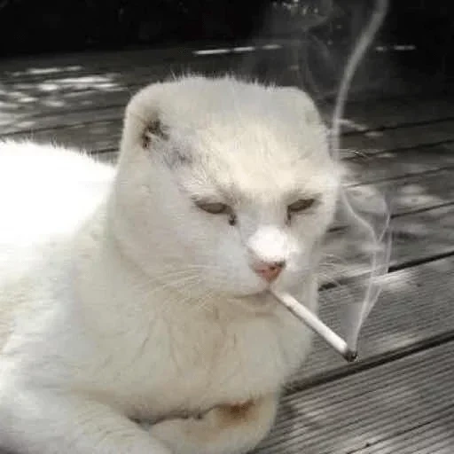 кот курит, кот сигарой, кошка белая, кот сигаретой, белый кот сигаретой