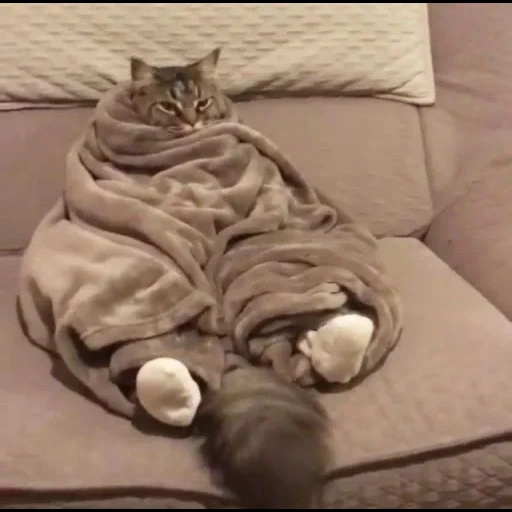 кот, кошка, кот одеяле, смешные кошки, heck forgot my snacks