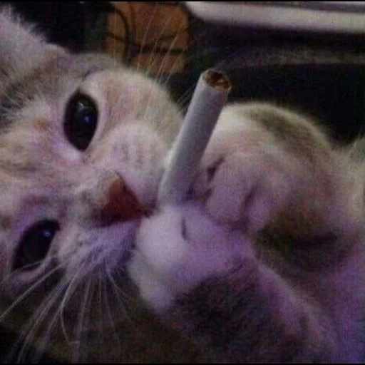 steam, котики, кот сигаретой, коты сигаретой, котик сигаретой