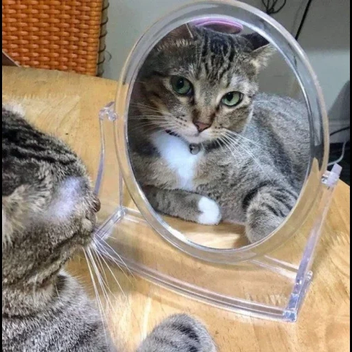 кот, кошка, кот зеркало, кот смотрится зеркало, кошка отражение зеркале