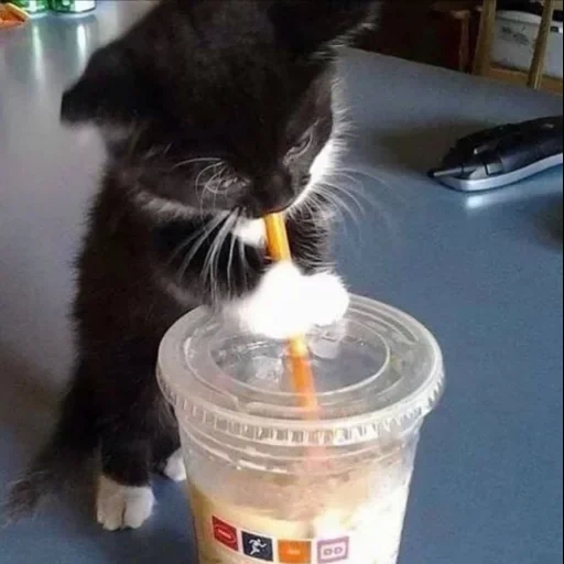 кот, кот молоке, кот коктейлем, котик коктейлем, котенок пьет молоко