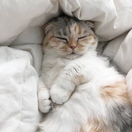 кот, сонный кот, спящий котик, котик сонный, спящий пушистый кот