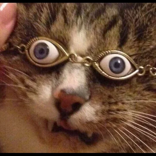 кот, умный котик, неизвестная, забавные кошки, кошка выпученными глазами