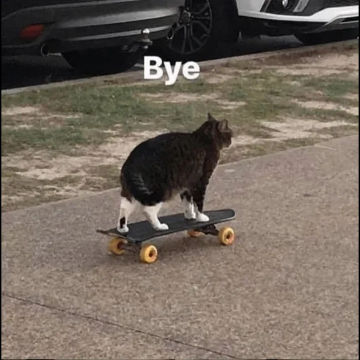кот, кошка, котик скейте, на скейтборде, кот скейте прощай