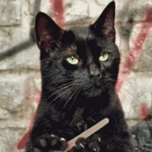 кот, кошка, black cat, черный кот, бомбейская кошка