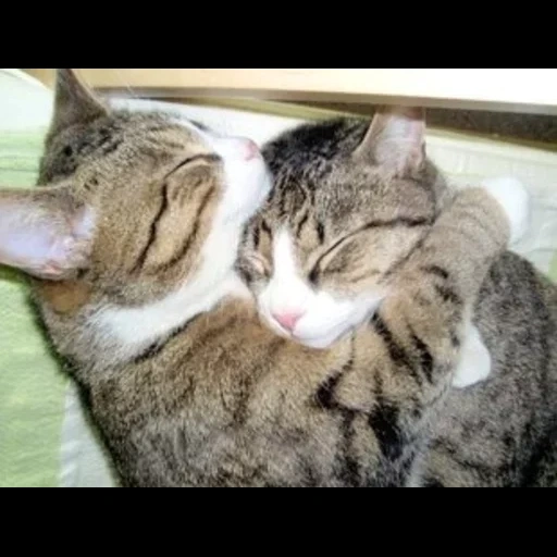 кот, кошка, кошки нежность, обнимающиеся коты, обнимающиеся котики