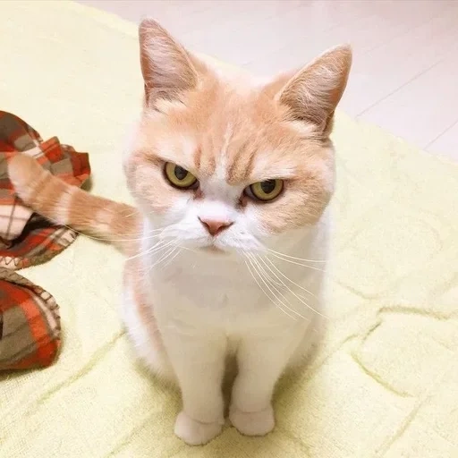 cat, хмурый кот, недовольный кот, недовольные коты, недовольный котик