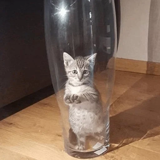 кошка, котик, кот вазе, кот бокалом, кот стакане