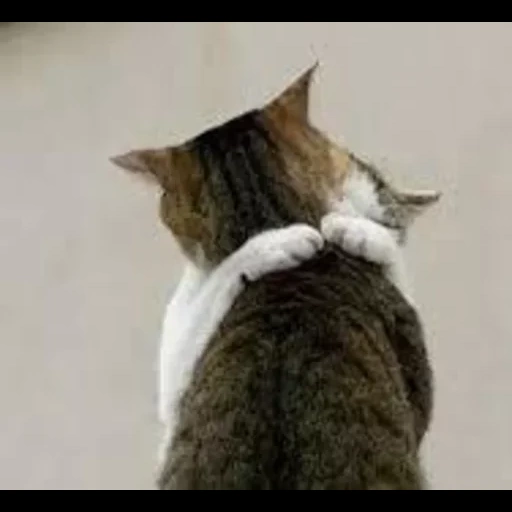 кот, кошка, котик, животные кошки, кот обнимает себя