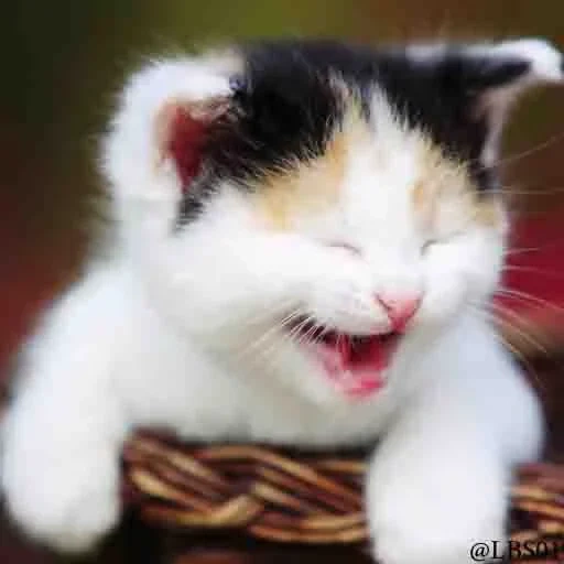 кот, улыбающийся кот, котик довольный, смеющийся котик, улыбающийся котик