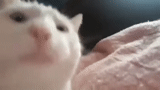 gatto, pietra morbida di gatto, video flash, pietra morbida di gatto bianco, gatto bianco scuote la testa