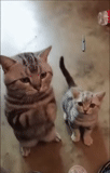 cats, cats, chat écossais, pendentif écossais, attache chat en marbre avec des oreilles suspendues
