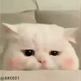 cat, lovely seal, sad cat, crying cat, a very sad cat