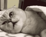 cat, get up, gif cat, animals cats, animals are cute