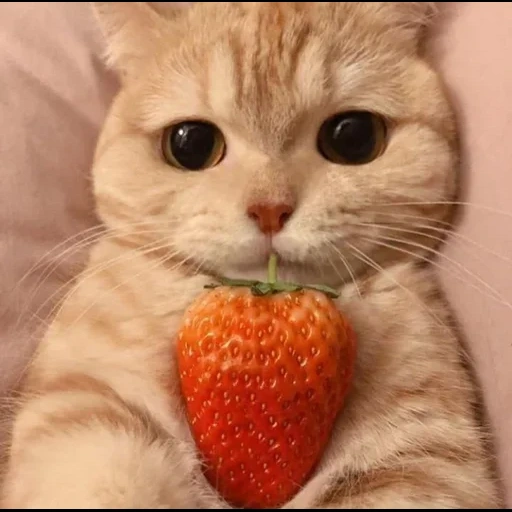 cute cats, cat strawberries, the animals are cute, funny animals, a kitten strawberry