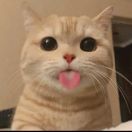cat, cat, cat cat, cute cats, memes with cute cats