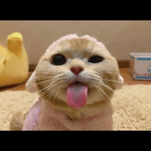 cute cat, cute cats, cute cats, funny cats, the animals are cute