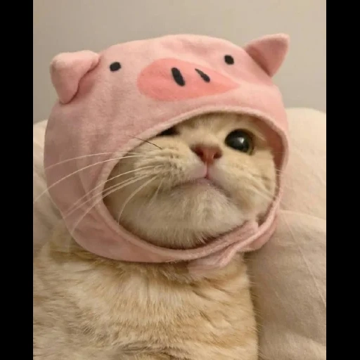 cat, cute cats, cute kittens, kitty hat, the most cute animals