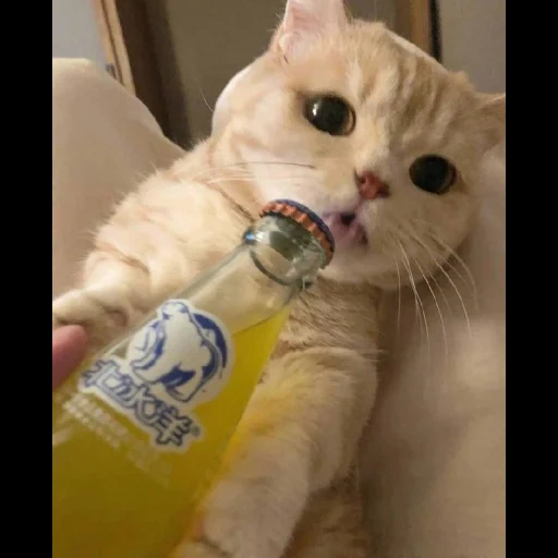 le chat qui boit, les chats sont drôles, cocktail de chat, les otaries à fourrure sont ridicules, charmant animal