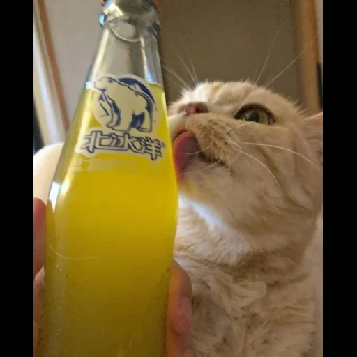 gato, gatos, botella, tisha cat, gato divertido