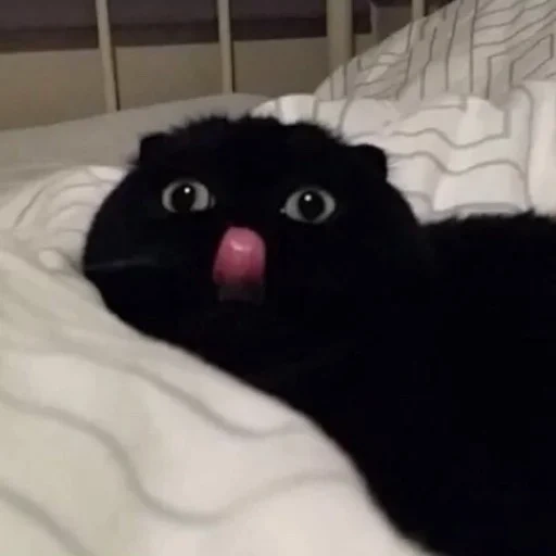 кот, бума кот, черный кот, чёрный котик, смешные кошки