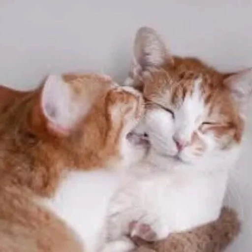 котики любовь, кошки обнимашки, влюбленные коты, обнимающиеся коты, обнимающиеся котики