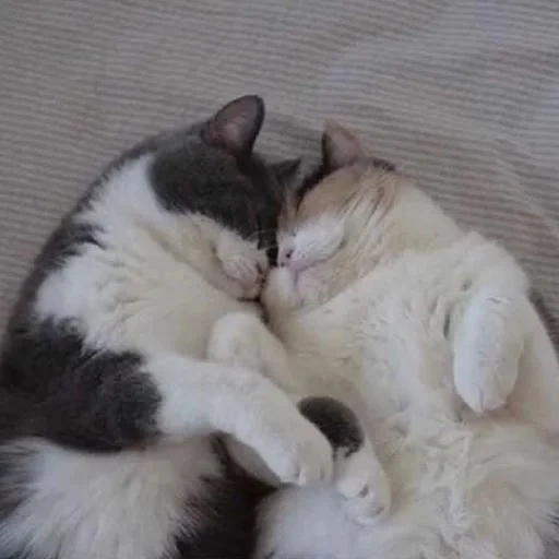 кот, котики любовь, парные котики, обнимающиеся котики, котики обнимаются пикчи