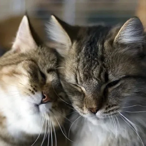 кошка, пара котов, котики любовь, кошки целуются, влюбленные котики