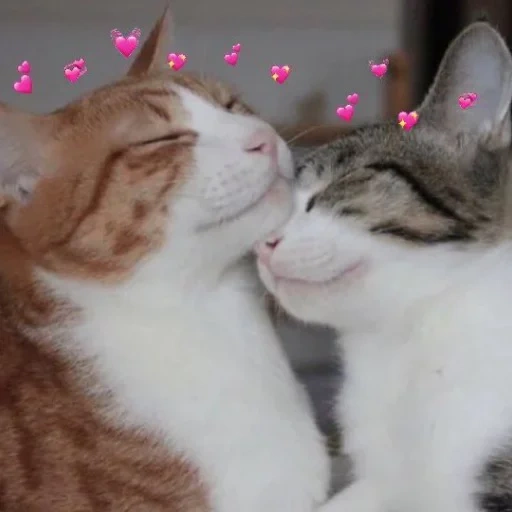 коты пара, нежность коты, котики любовь, любимый котик, обнимающиеся котики