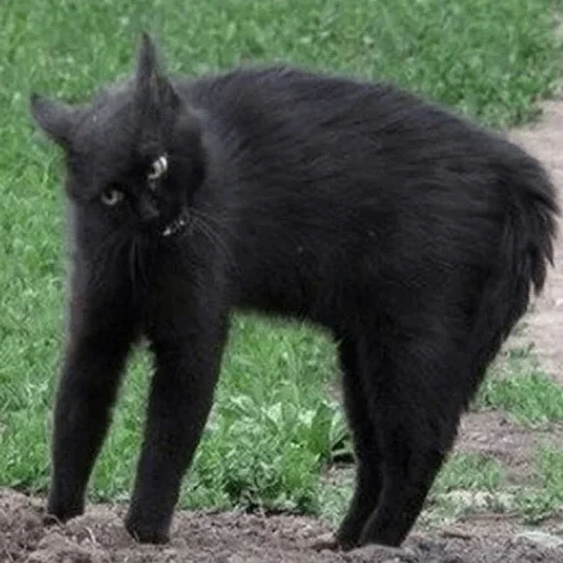 кот, черный кот, черные коты, кошка черная, бомбейская кошка