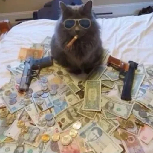 кот, кот бандит, кот деньги, кот гангстер, коты деньгами