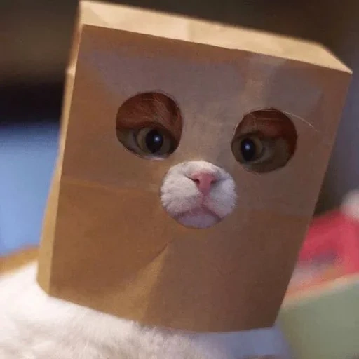 кот, кот коробке, милые котики, котик пакетом голове, милые котики смешные