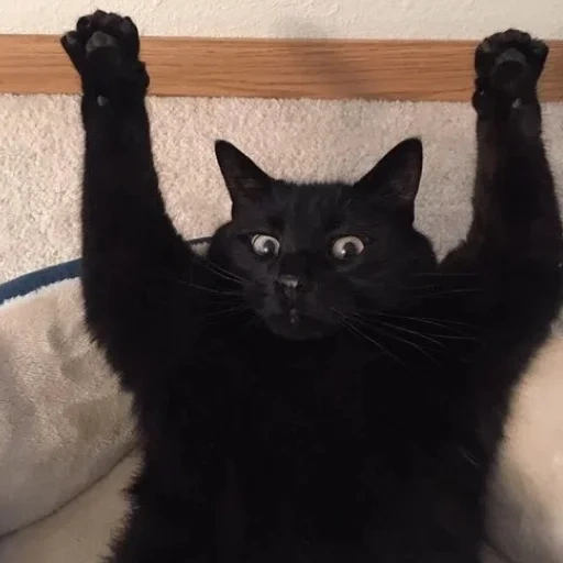 кот, кот черный, черные коты, бомбейская кошка, смешной черный кот