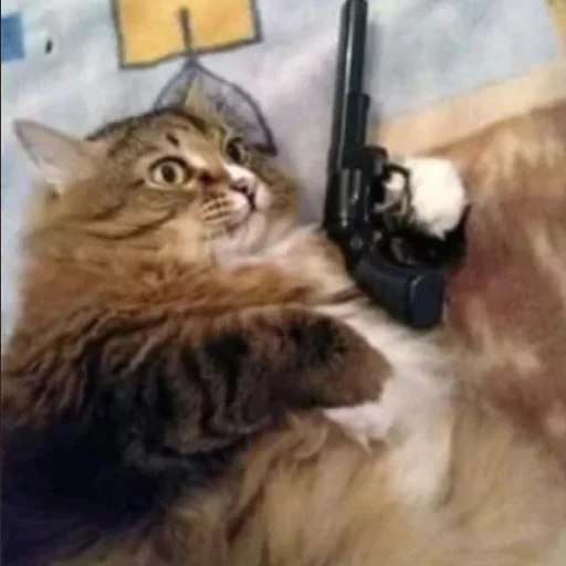 кот, кот пистолетом, мем кот пистолетом, котик пистолетом мем, котик пистолетом угрожает мем
