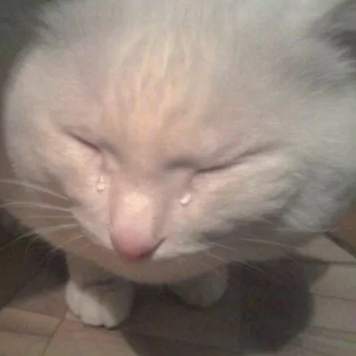 кот слезами, плачущий кот, плачущие коты, белая кошка плачет, толстый плачущий кот