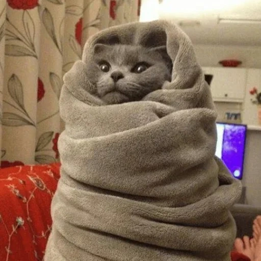 кот, котик пледе, кот завернутый плед, кот укутанный одеяло, милые котики смешные
