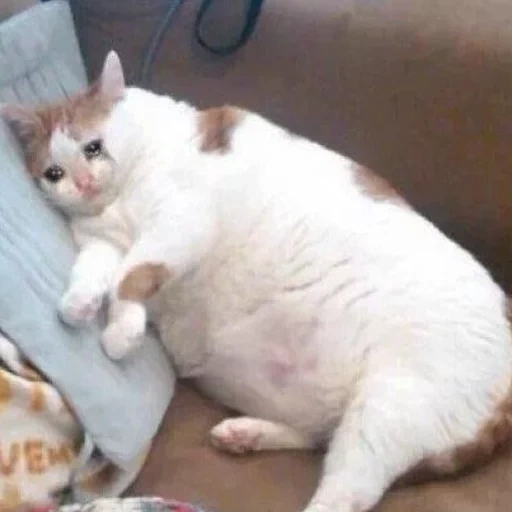 fat cat, fat cat, the cat is fat, fat cat meme, a thick crying cat