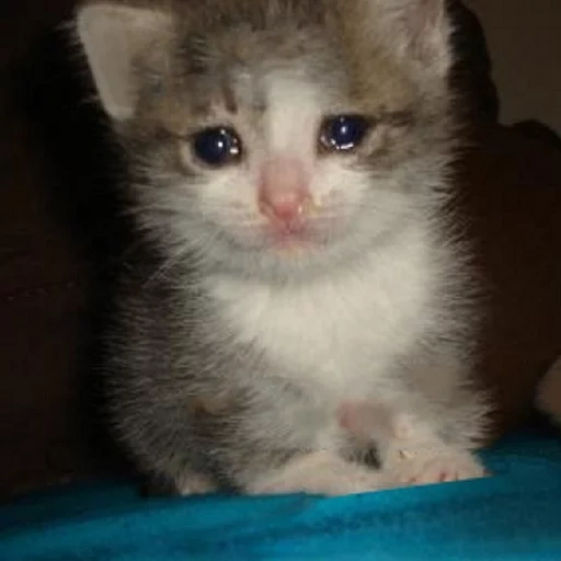 crying cat, kitty dengan air mata, kucing menangis, crying cat, anak kucing menangis