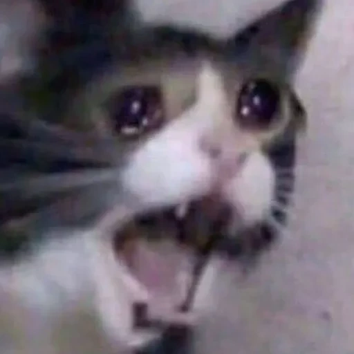 cat, cat meme, the cat screams, crying cats, crying cat meme