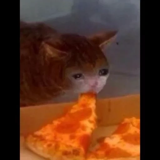 pizza essen, lustige tiere, traurige katze mit pizza, die katze isst pizza weint, weinen katze isst pizza