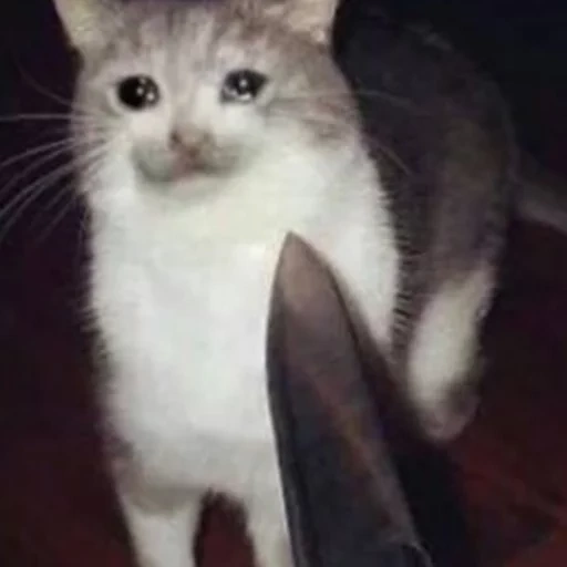 gatto, cat compiaciuto, un gatto con un coltello, il gatto è un coltello, gatto con un meme di coltello