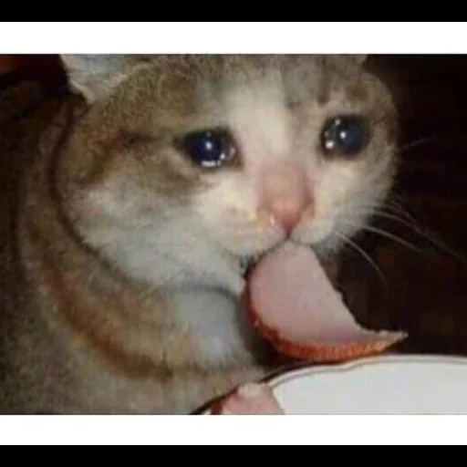 o gato está triste, os gatos estão tristes, o gato chorando come, é triste mas saboroso, meme triste mas delicioso por um gato