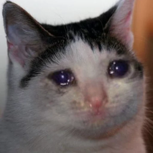 el gato está llorando, gato llorando, gato llorando, gatos lloradores, gato llorando