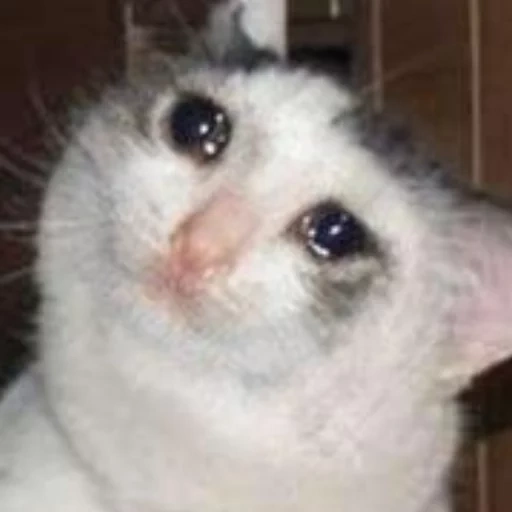 gato llorando, gatos lloradores, el gato llora con un meme, mem crying cat, memes de gatos llorando