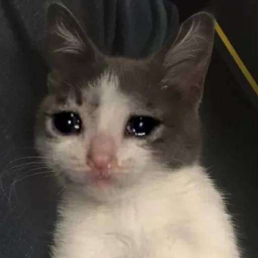 gato llorando, gatos lloradores, el gato está triste, meme de gato llorando, meme de gato llorando