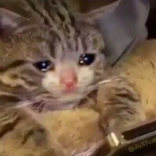 gato, coro de gato, meme de gato, gatos chorando, gato triste